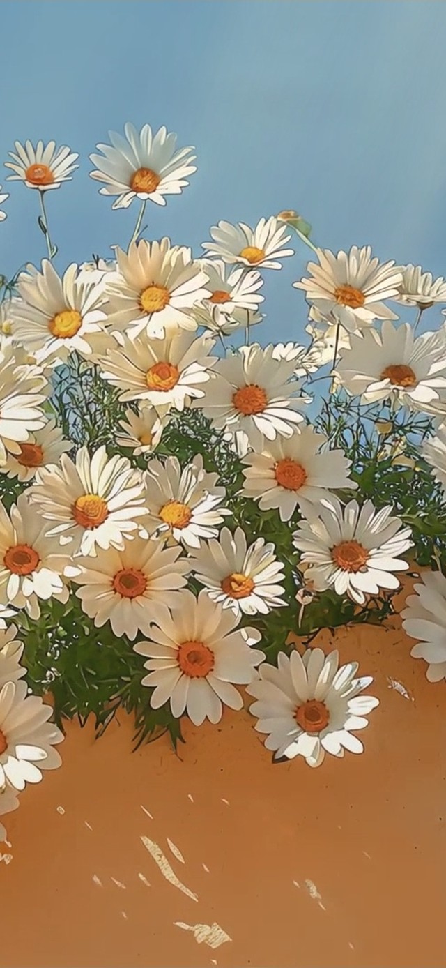 风中摇曳的小皱菊