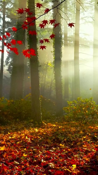 清晨阳光雾气秋林