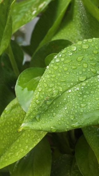 雨中绿叶 水珠 雨滴 晶莹