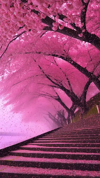 浪漫樱花雨