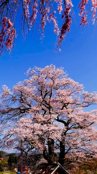 春天唯美樱花树