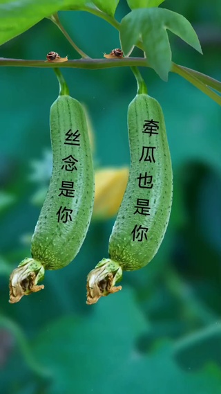 思念