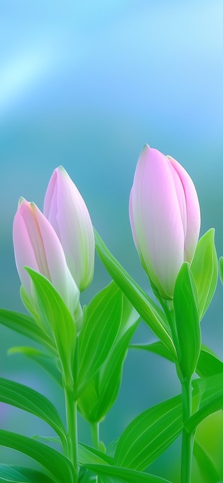 百合花开