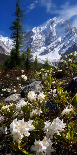 当白鹃花遇见雪山