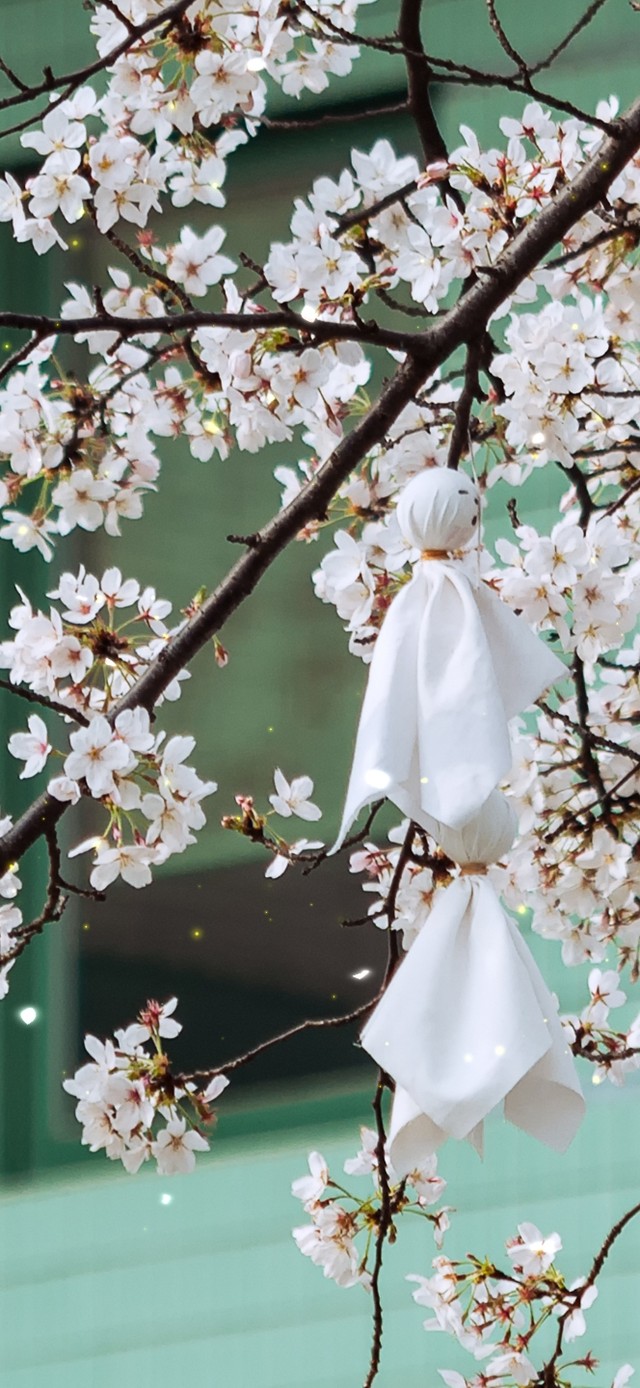 4k 浪漫樱花和晴天娃娃
