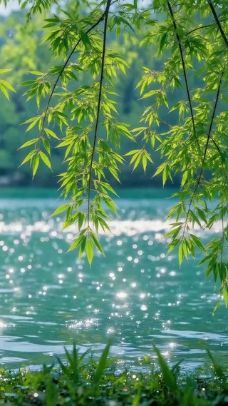清新河畔垂柳绿意风光
