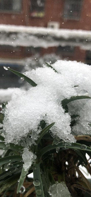 雪中赏花（新号ID：疾风行者）