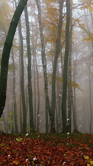 秋雨