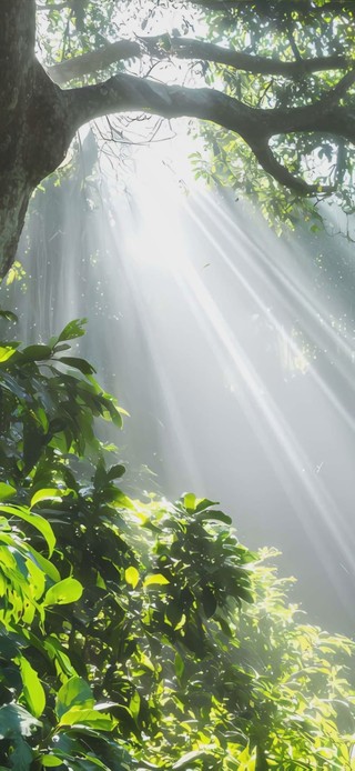 护眼绿景