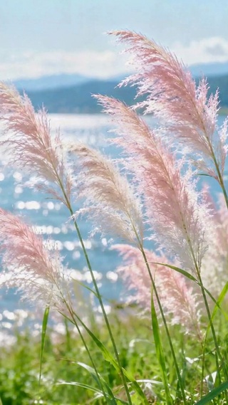 湖畔粉色芦苇清新风景