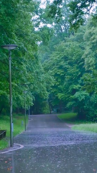 雨天树林