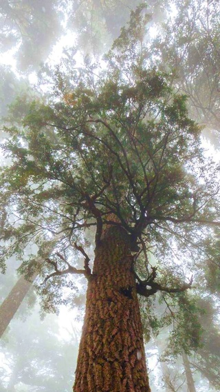 林中雨