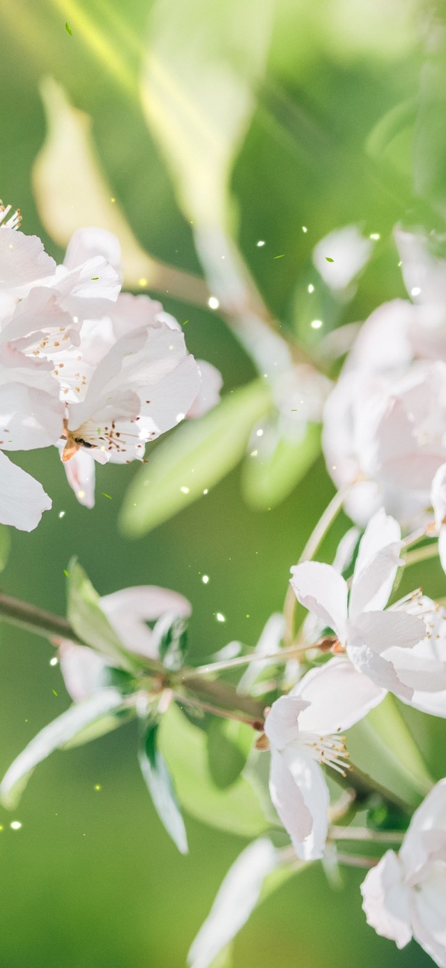 治愈清新春天的海棠花