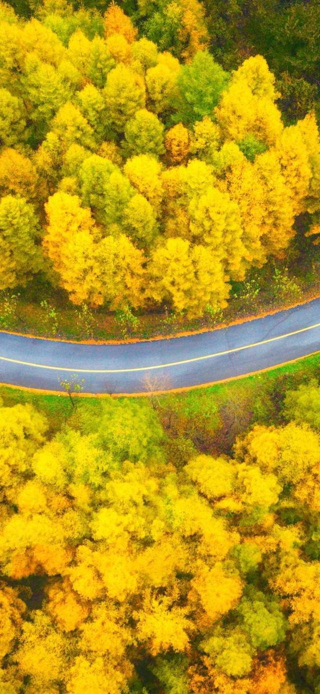 4K秋天枫树