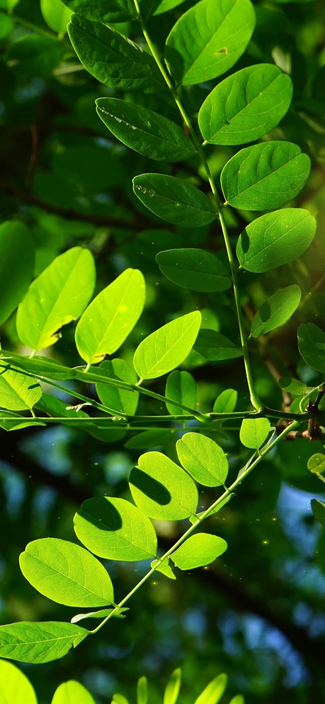 4K清新护眼绿叶