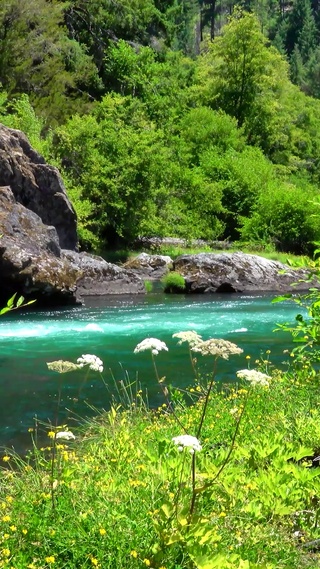 绿色自然护眼风景