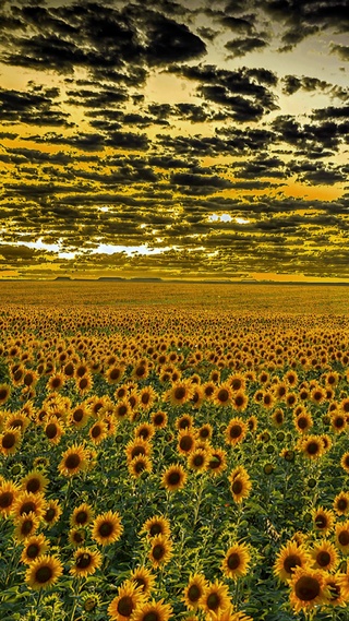 爆款天空向日葵