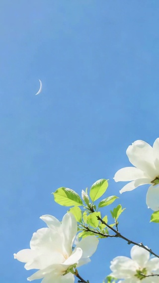 晴空下的清新白玉兰