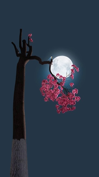 治愈壁纸