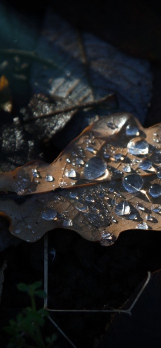 落叶雨滴