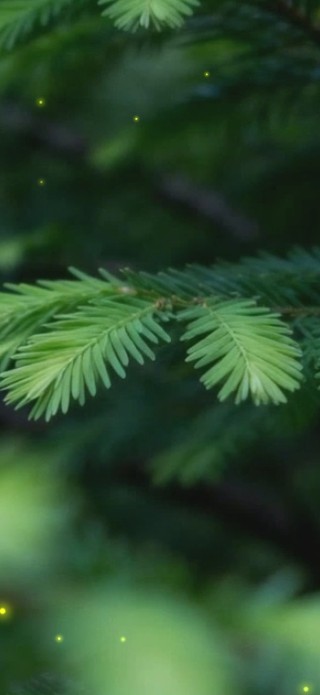 森林
