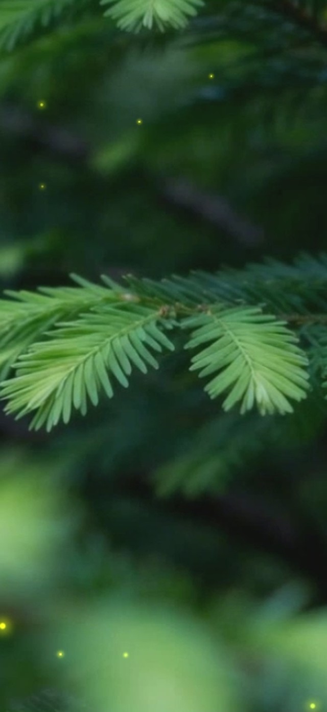 森林