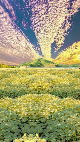 浪漫小雏菊