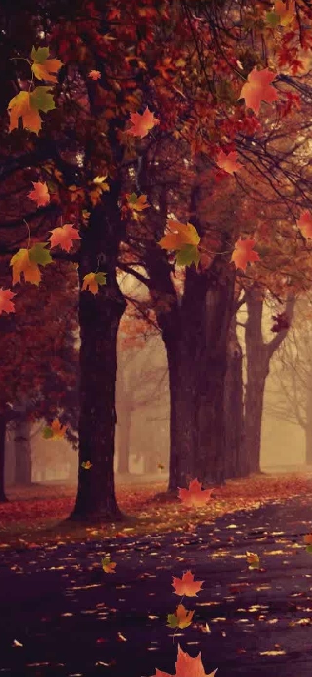 唯美秋天林间落叶