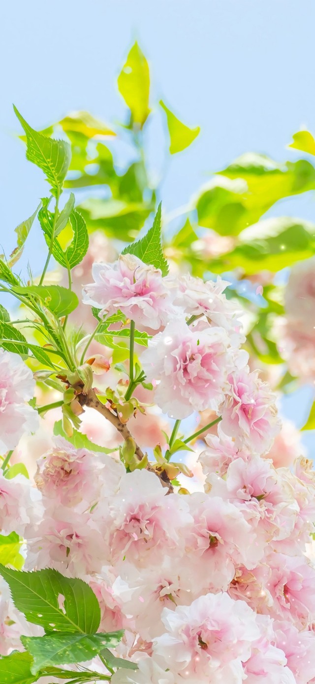 清新护眼绿叶海棠花