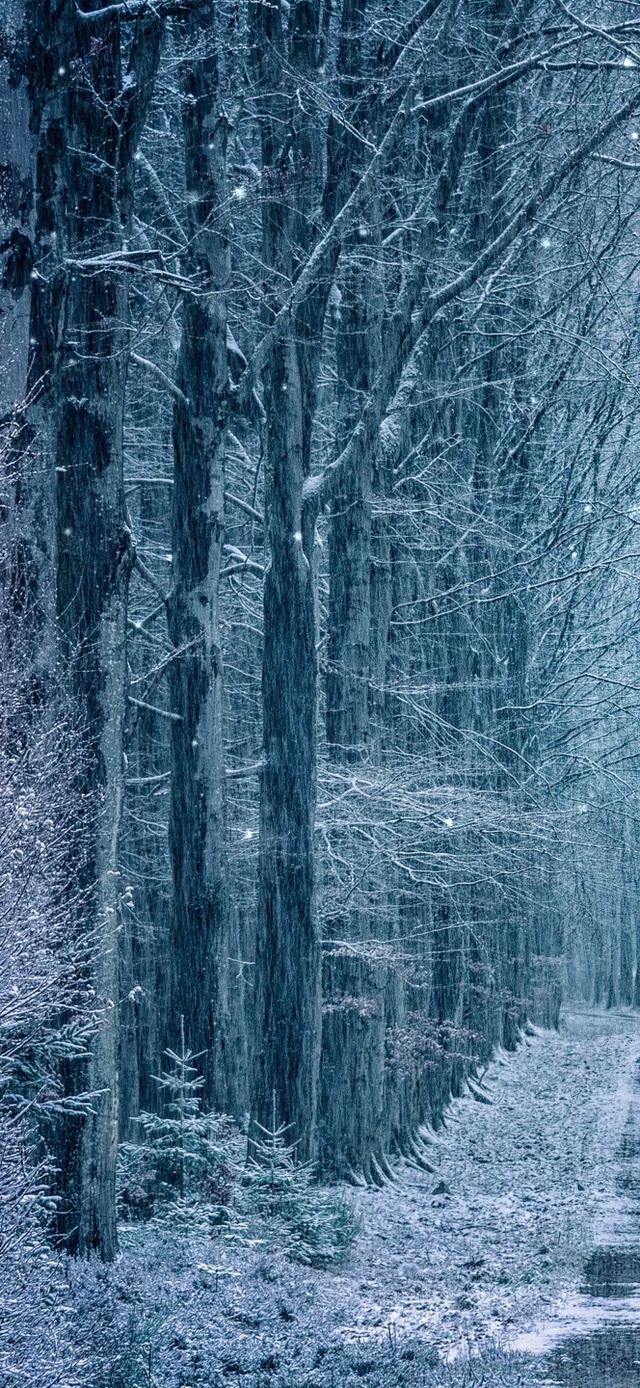 唯美森林大雪