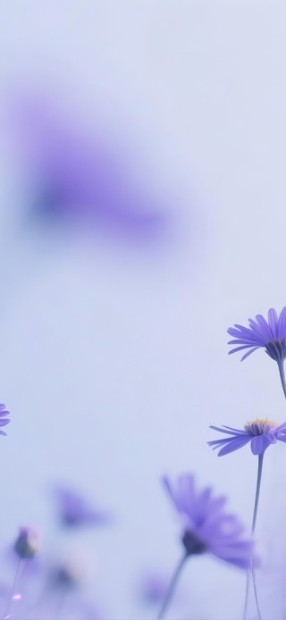清爽治愈紫色小花
