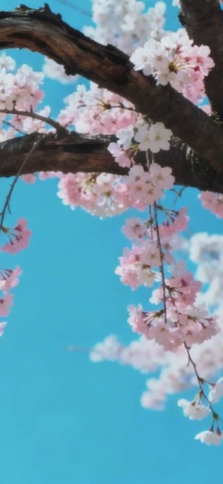 清新花朵
