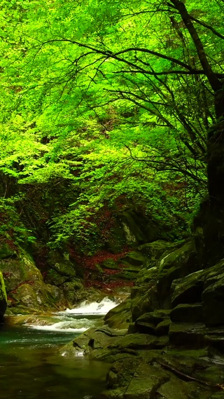 4K绿林山涧溪流