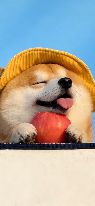 可爱修狗