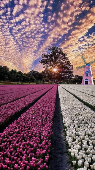 双色郁金香花海