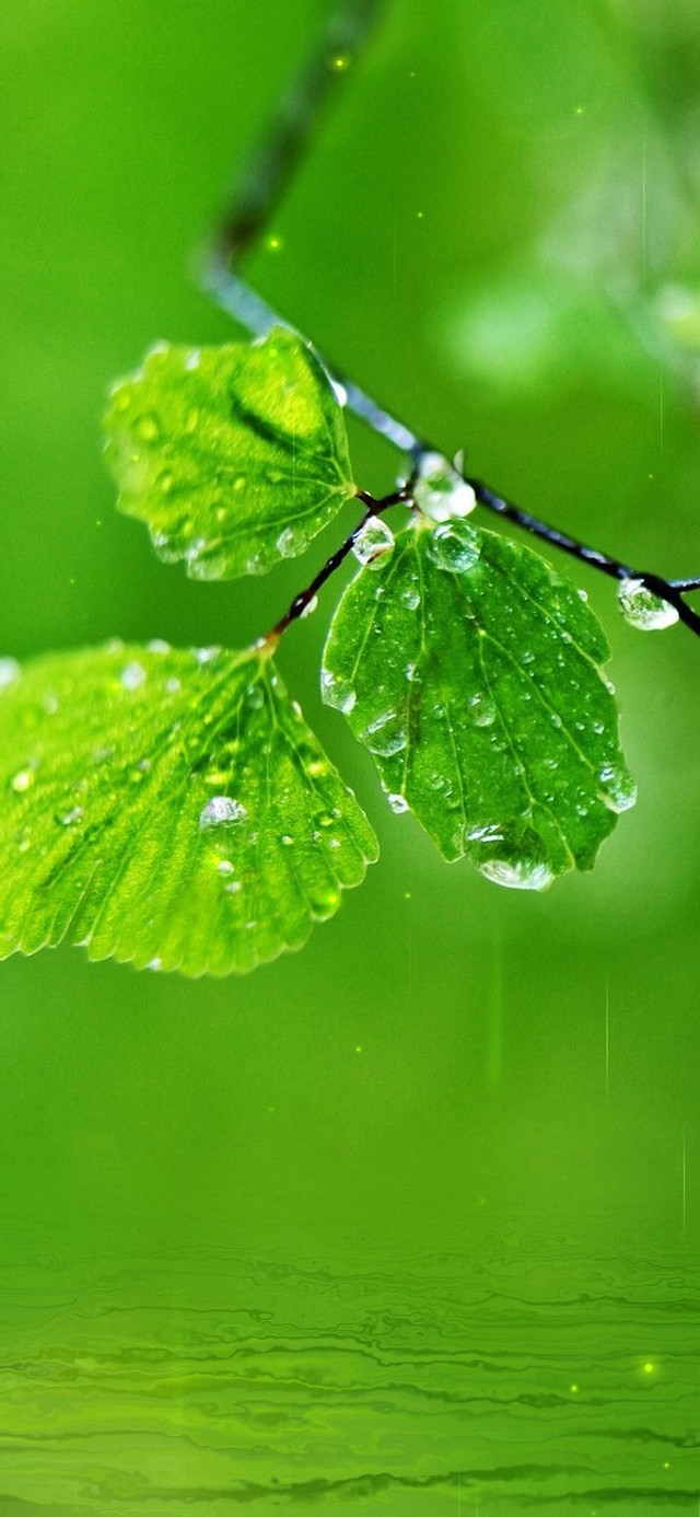 护眼绿叶雨滴屏