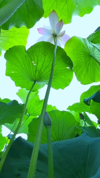 夏雨荷