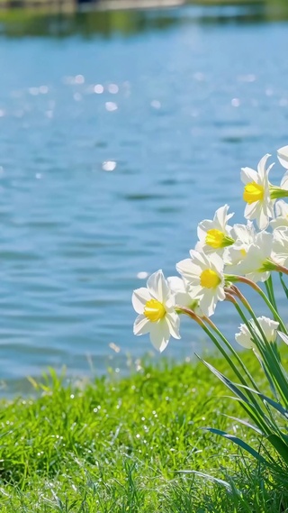 湖畔春水仙