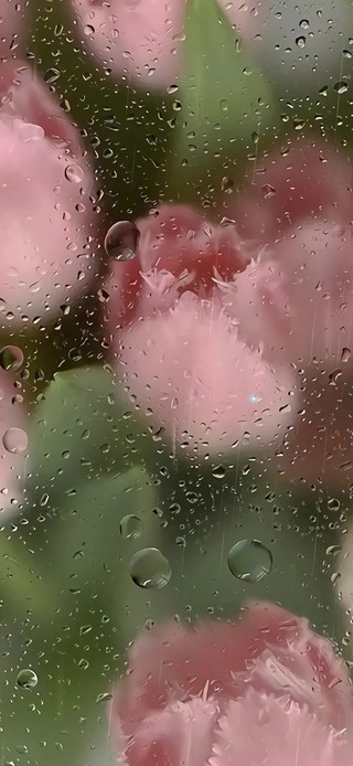 4k治愈护眼郁金香雨滴屏