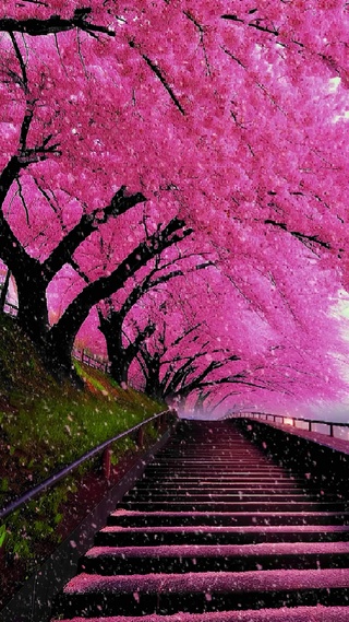 樱花雨