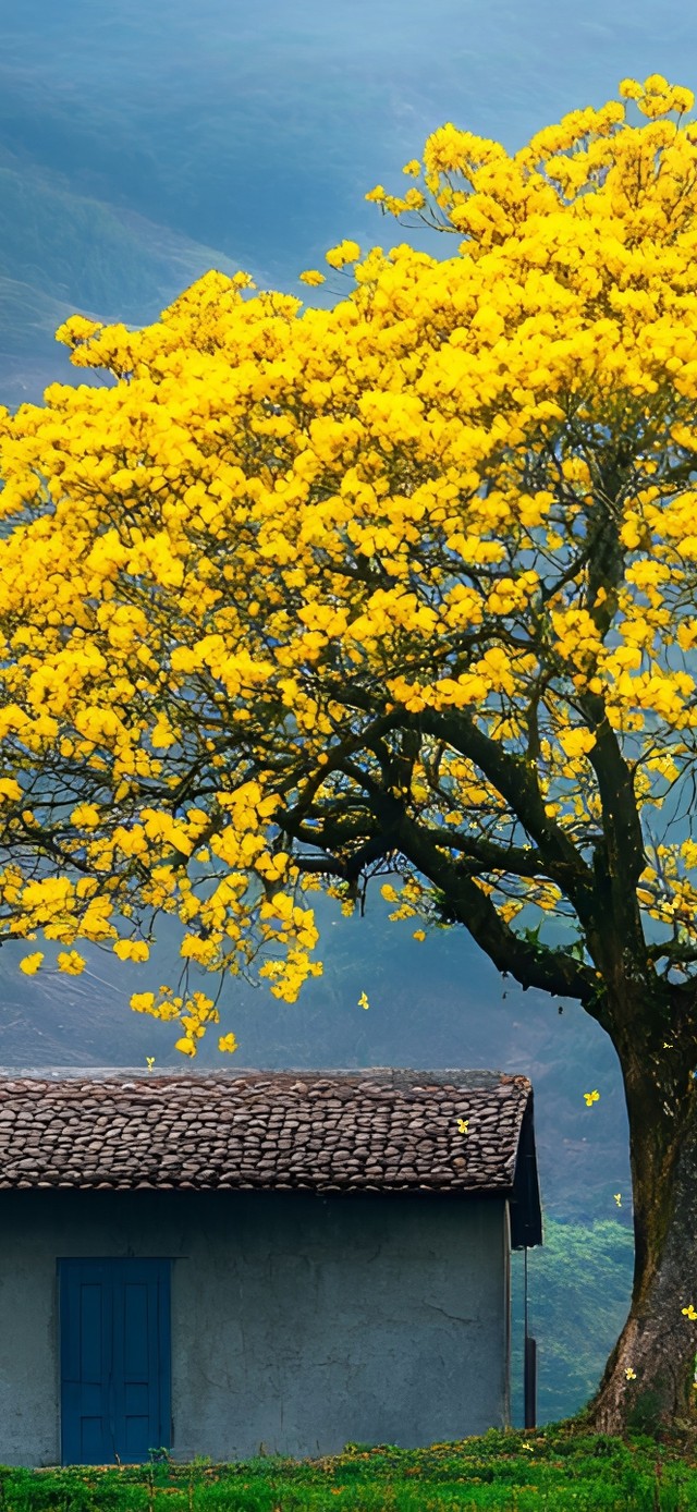 家乡的黄花风铃木