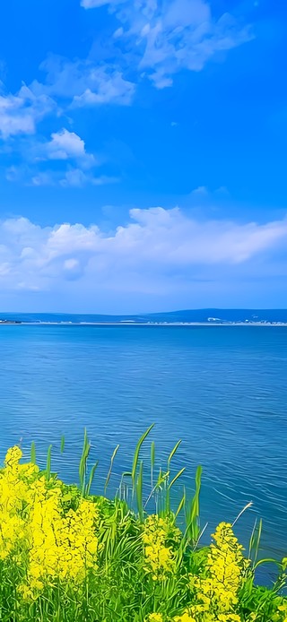 湖边的油菜花