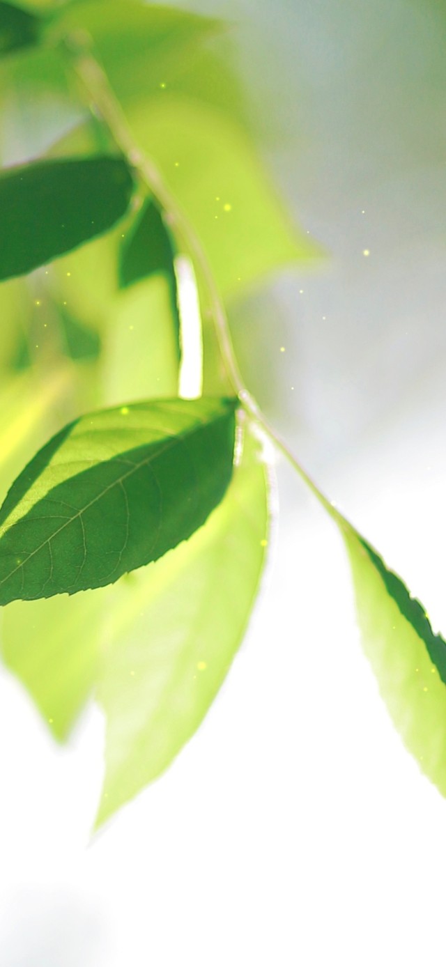 4K唯美治愈清新绿叶