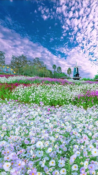 唯美清新小白花