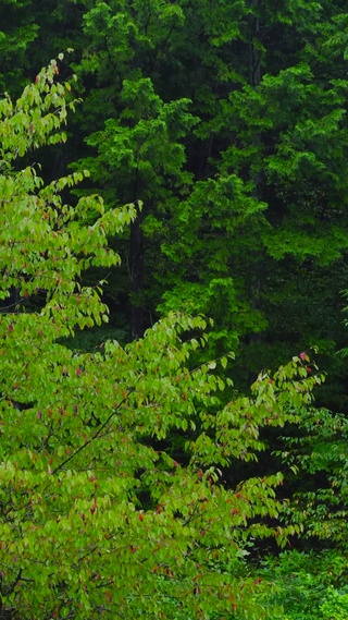 护眼雨中绿树