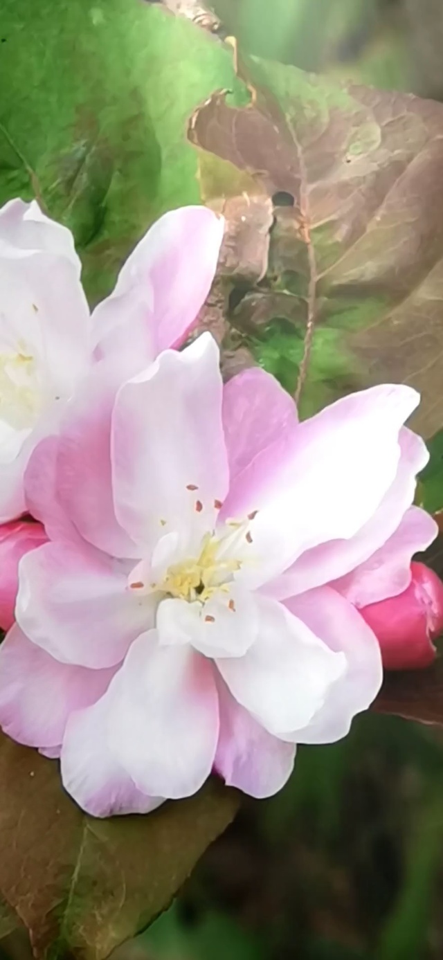 樱花三月