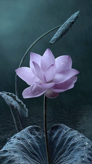 荷花