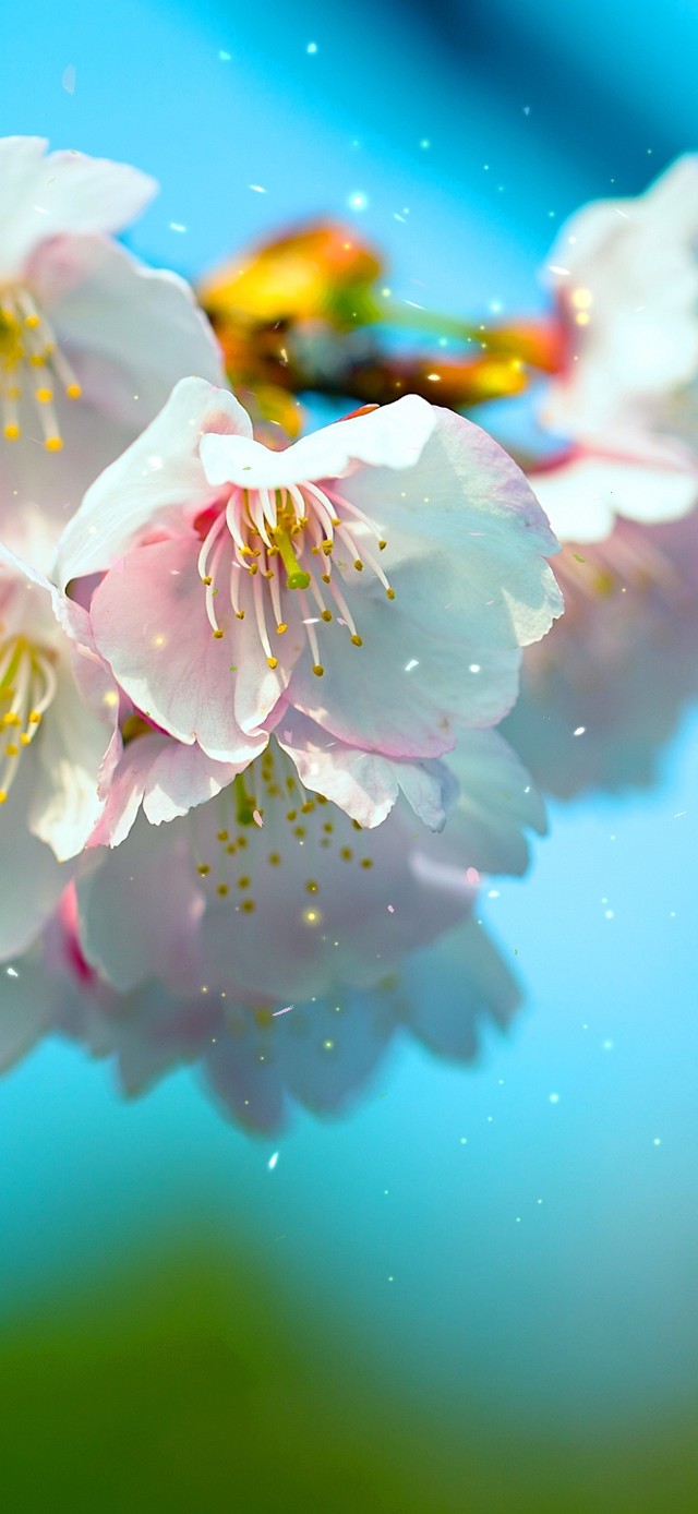 护眼樱花
