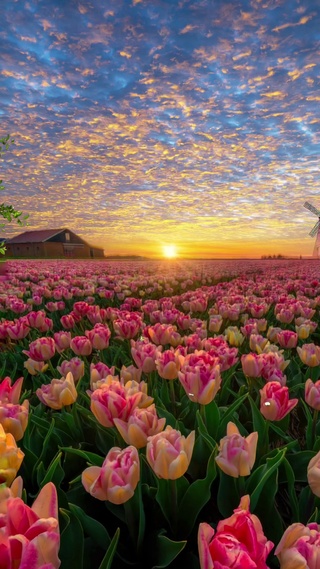 晚霞下的郁金香🌷