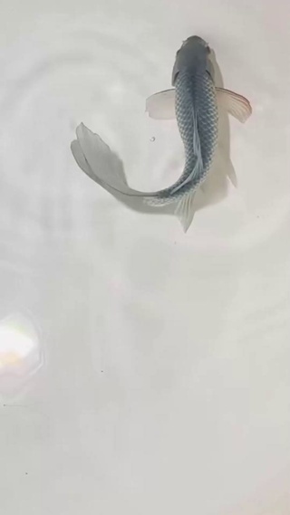 屏幕游鱼_1
